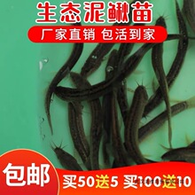 泥鳅苗鲜活喂养宠物钓鱼龙鱼活饵乌龟饲料泥鳅养殖淡水观赏鱼垂钓