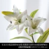Long branch lily white
