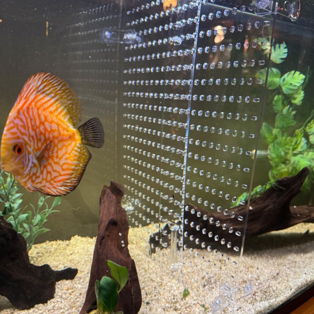 鱼缸隔离板透明高透明亚克力挡板盖板挡鱼水族箱分离板隔断隔离网