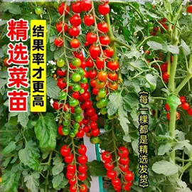 盆栽;种子;树苗