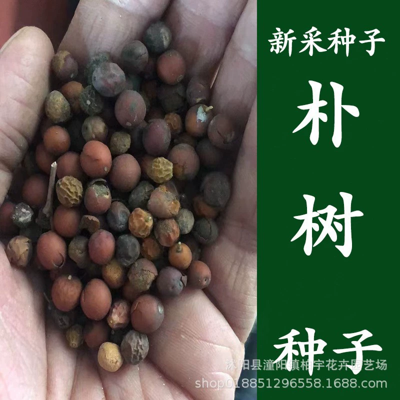 Hackberry семян мелкий лист семя hackberry большой лист hackberry песок семена коралловые семена очищенные чистые семена