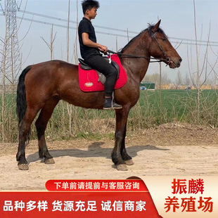 �������u�R�� �Rƥ�� �����R�� �T���R�� ��Ѫ�R����