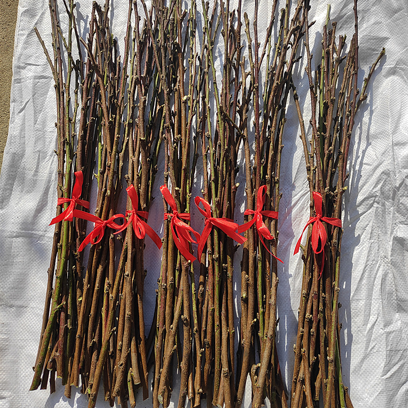 家用桃花枝手工插花瓶摆件保平安卧室客厅办公室新鲜桃枝