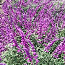 墨西哥鼠尾草精品花苗盆栽多年生四季开花阳台庭院耐寒