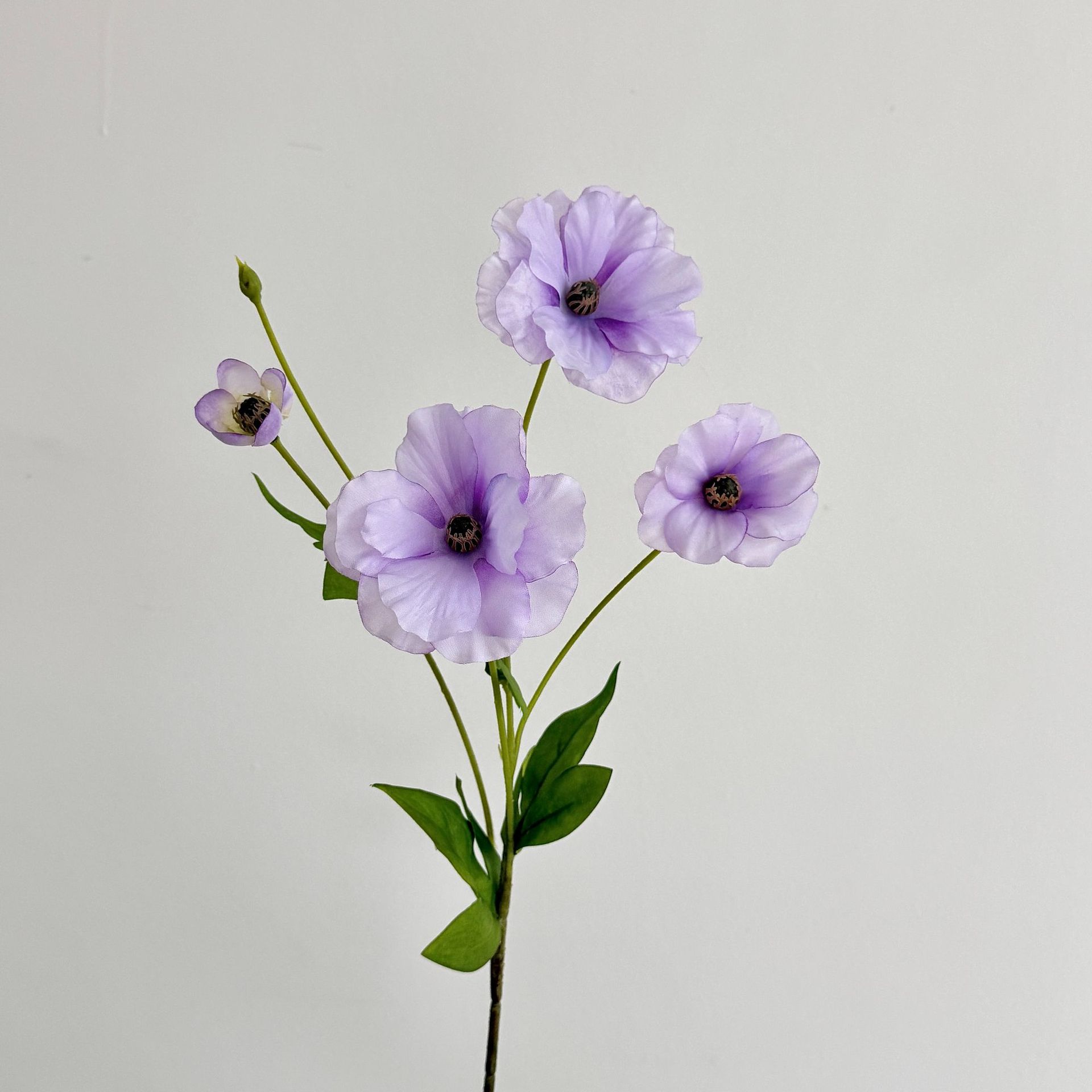 보라