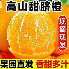 湖北高山纽荷尔甜橙脐橙新鲜水果香甜多汁当季甜橙子整箱现摘