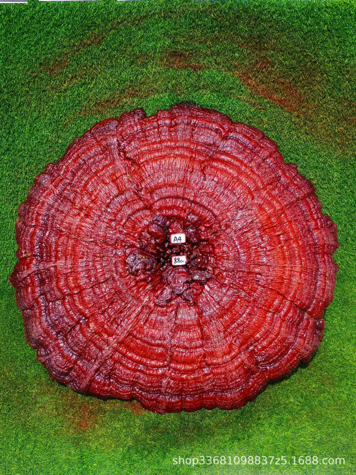 Large Purple Reishi Mushroom Display Piece 95cm Ling Zhi Ornamental Bonsai for Home and Entryway in use