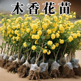 �ذ��Sľ�㻨������ͥԺ�e����������ֲ���������ļ��_�����B��