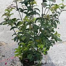 桂花树桂花苗四季桂从生苗高50-350CM桂花
