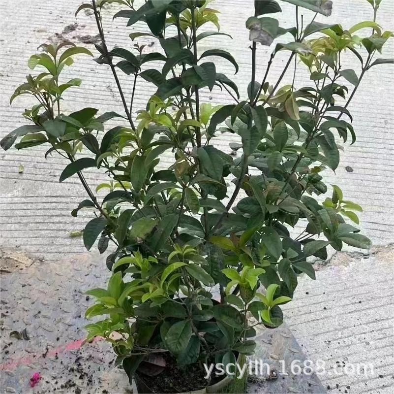 桂花树桂花苗四季桂从生苗高50-350CM桂花