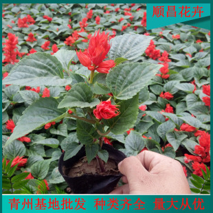 ���c����һ���t���� ���ݲݻ����lһ���t�u�ڻ�һ֧�P