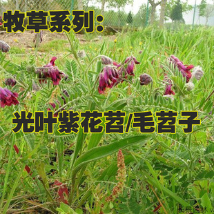 ë���ӹ��~�ϻ���N��Ұ�㶹�B����Դ�ͺ��}�|�G�ʷN�ӏS��ѿ�ʸ�