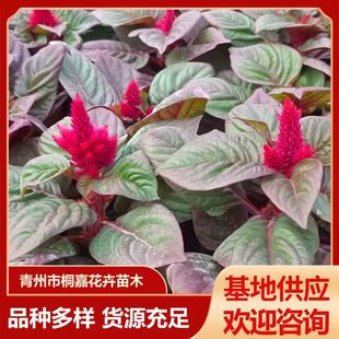 �������l�t�~�G���u�ڻ� �r��ݻ�һ֧�P�u�ڻ���·�^�p��