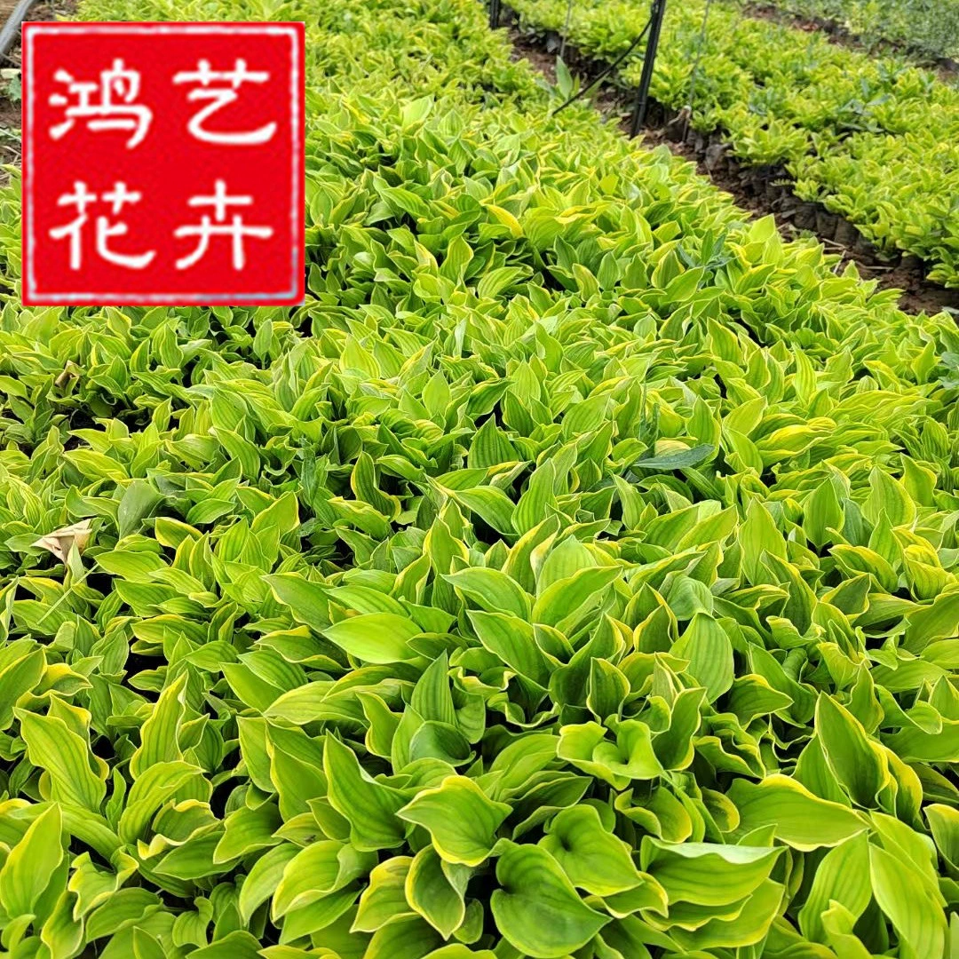 Пномпень Нефритовая чашка Мяо Французская нефритовая тарелка