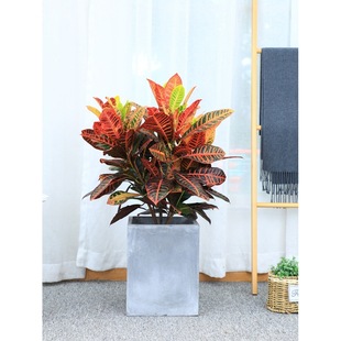 Colorful Potted Plants with Leaf-Changing Wood, Indoor Living Room Green Plants, Beautiful Formaldehyde-Absorbing and Air-Purifying Golden Leaf Plants