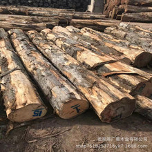 香柏木原木 香柏木板材 桧木板材 古建木料 香柏木寿材批发