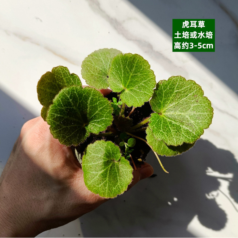 육상 또는 수경 재배 - Saxifrage