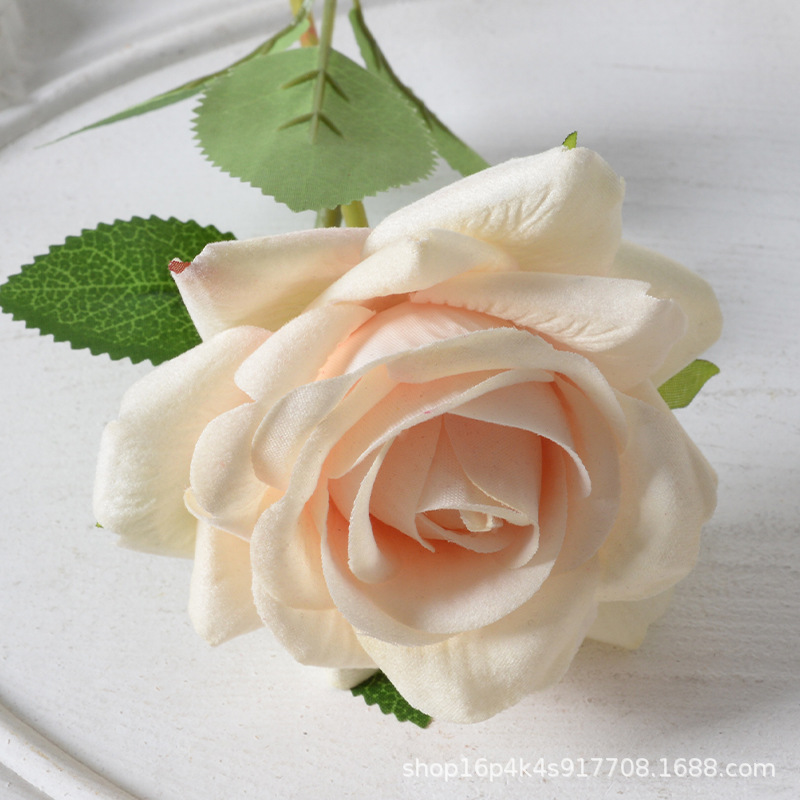 Aisha Rose Champagne