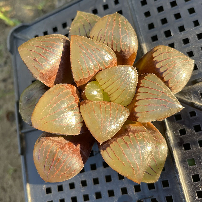 [점장 강력 추천] 모모토 썬문 6-7cm (뿌리가 벗겨진 상태로 배송)