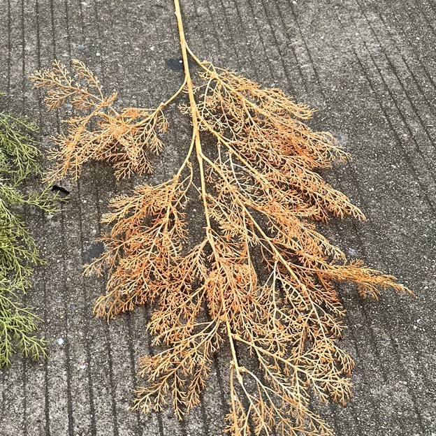 Boda suave techo planta verde techo hoja verde Mori salón de bodas decoración del Hotel Flor falsa venta al por mayor planta verde