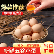 正宗农家散养柴鸡蛋现捡现发新鲜鸡蛋走地鸡新鲜土鸡蛋装