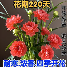 新品推荐浓香耐寒幸运盆栽水培植物花卉绿植室内阳台净化空气四季