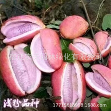 ۹¹ϹϹըļNֲϷ¹Ϙ箔Y