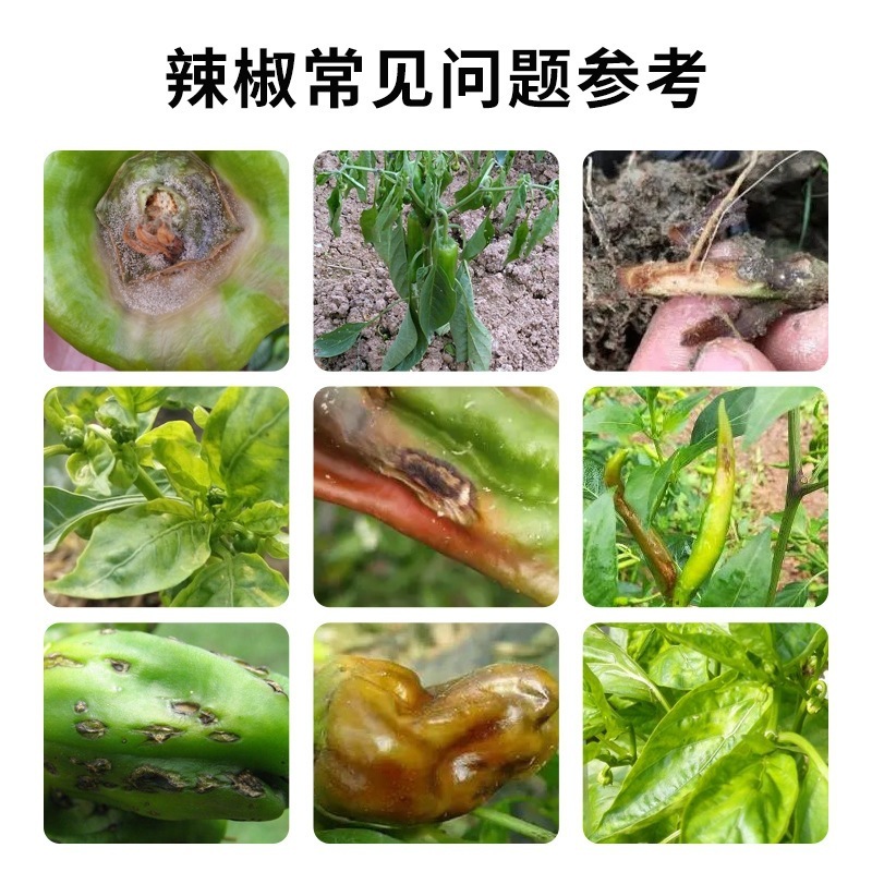 唐辛子病菌クリア複合微生物剤、唐辛子、ピーマン、朝天唐辛子病害専用微生物剤|undefined