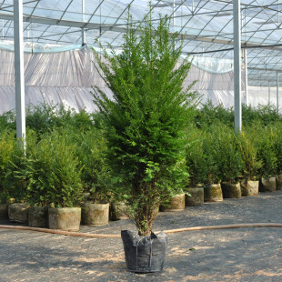 Southern Yew Saplings, Ground Planting, Yew Large Tree Bonsai, Yew Saplings, Indoor and Outdoor Courtyard Planting