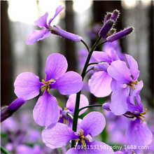 SlN T˷NͥԺͺꎻܷNӻ mN