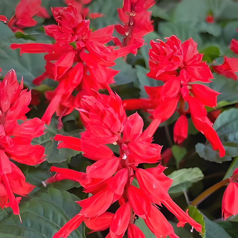 A bunch of red/about 100 pieces