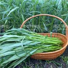 ~๣Ĳ˷Nļ߮aͨĲС~͟ͺӺ߲˷N