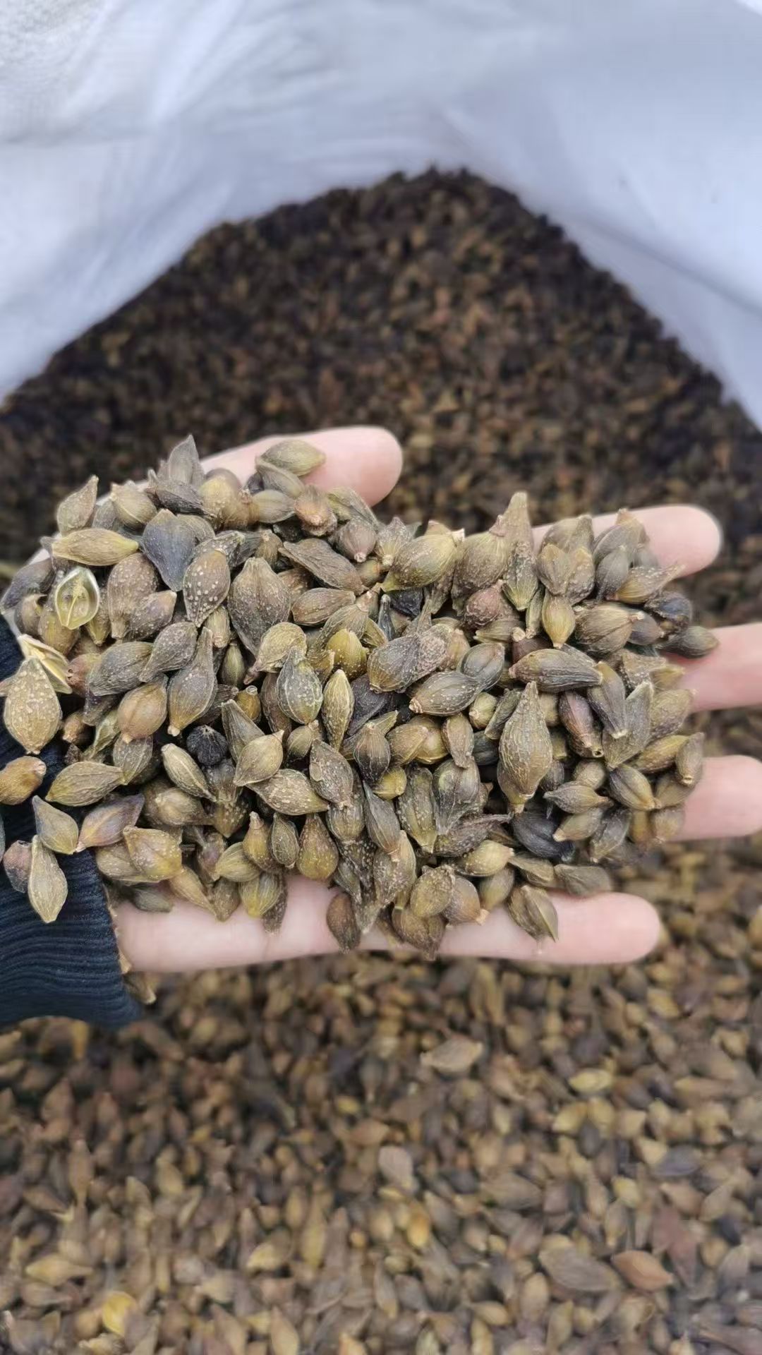 Dried Forsythia Fruit Lian Qiao 500g Selected Grade Sulfur-Free Raw Herb for Decoction and Herbal Tea quality and texture