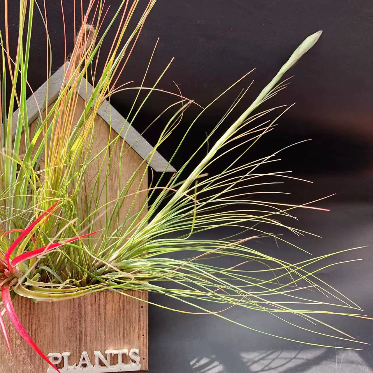 Завод прямых поставок базы прямые волосы воздуха ананас трехцветный цветок