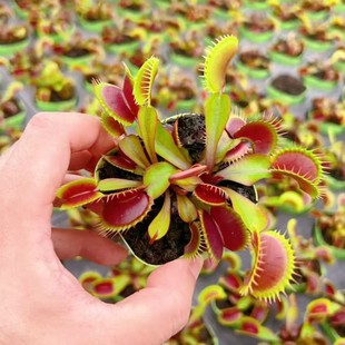 Chestnut Monster Fly Trap Succulent Green Plant Potted Greenhouse Wholesale Agave Cactus Twelve Rolls Insectivorous Plant