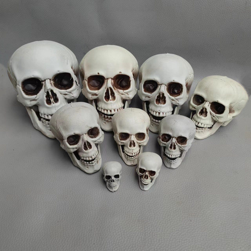 Simulated skull, Halloween props, scary...