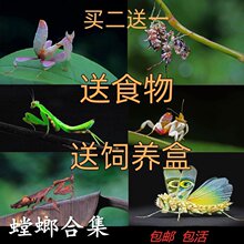 【宠物螳螂合集】个性另类观赏斧螳大刀狭翅螳螂卵包果蝇杯其他牛