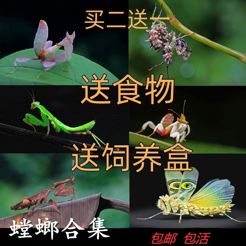 【宠物螳螂合集】个性另类观赏斧螳大刀狭翅螳螂卵包果蝇杯其他牛