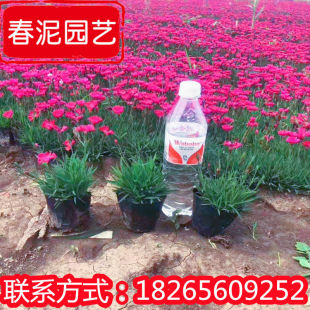 Hebei European Dianthus Potted Seedlings Bloom in All Seasons, European Dianthus Has a Long Flowering Period, Perennial Grass Flower Base