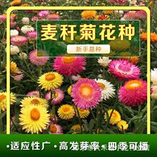 麦秆菊种子四季阳台盆栽观赏花卉庭院种植景观花种七彩蜡菊种子