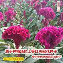 �u�ڻ��u�ڻ��N�Ӳļt�u�ڻ����u���ӻ����u�ڻ������u�ڻ�