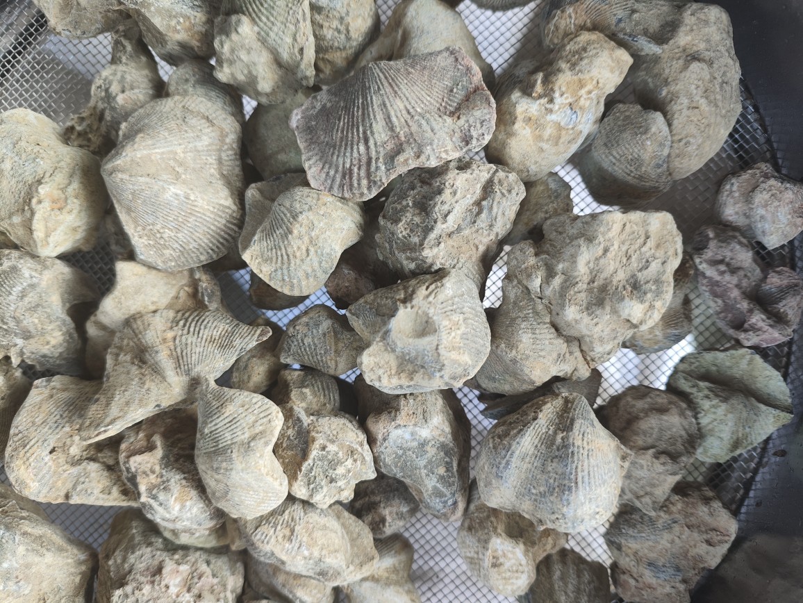 Shi Yan (Fossil Shell) — Water-Refined Shi Yan Zi Herbal Mineral for TCM Use in use