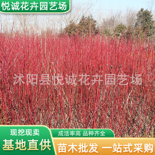 �t��ľ�����l�@��ɫ�K�G����ľͥԺ�Nֲ�е��c�Y�t��ľ��֦С��