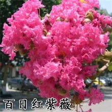 ޱͥԺtԄeͥԺֲGļ_ޱ