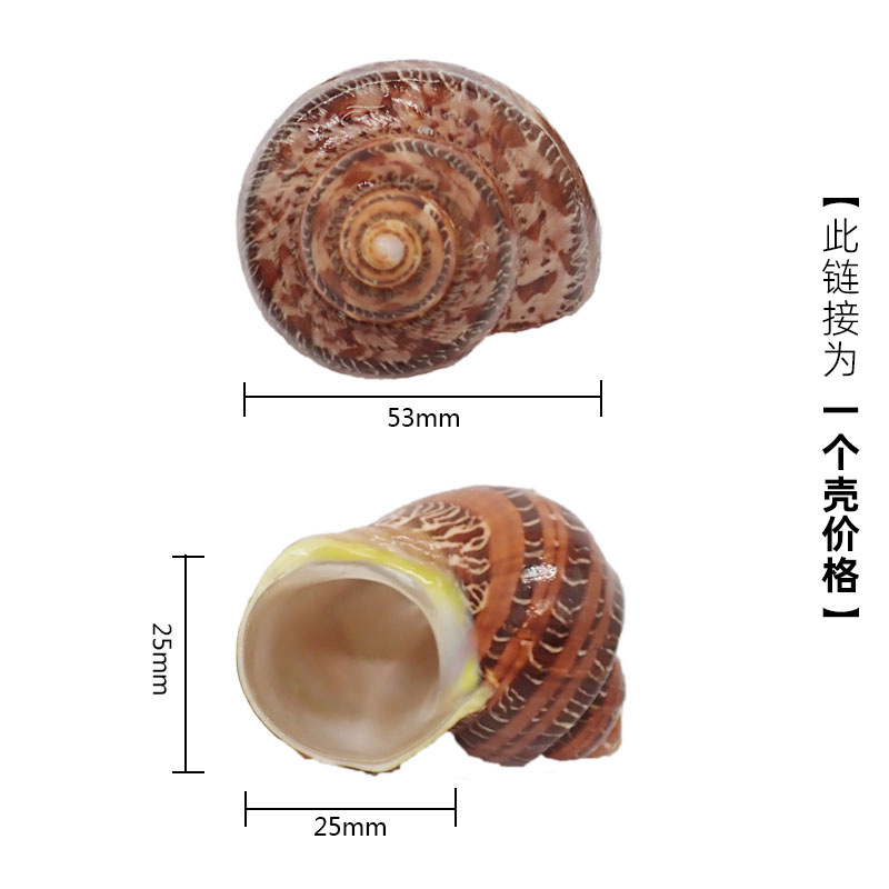 5-6cm 게에 적합한 암갈색 x23 고대 달팽이