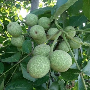 �޽Ӻ��Ҙ��籡Ƥ��Ƥ���Ҙ�����箔��Y���Ϸ������Nֲ���Ե���