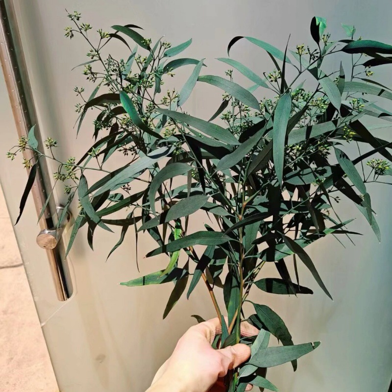 기장 과일 잎 녹색