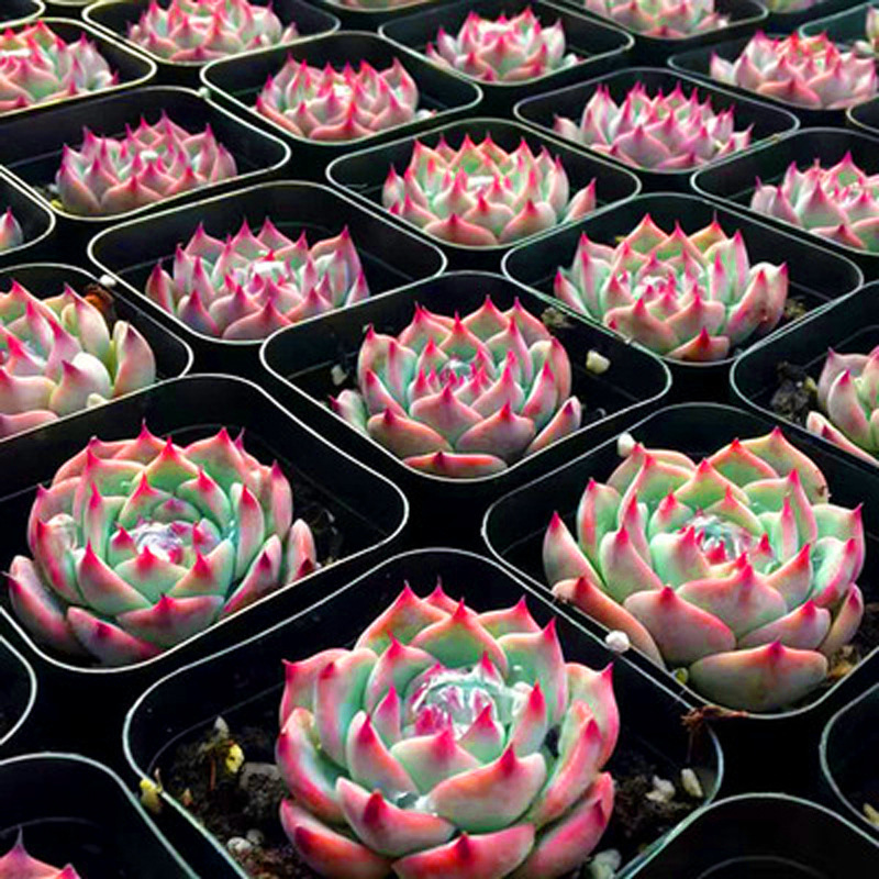 Succulent Plant Peach Chihuahua Jade Dew Expensive Flower Indoor Succulent Potted Plant Master Old Pile Green Plant Easy to Grow