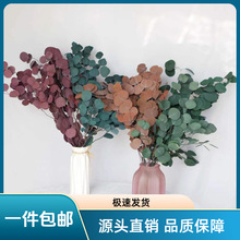 北欧圆叶尤加利云南永生保鲜花束室内装饰婚庆布置苹果叶干花真花