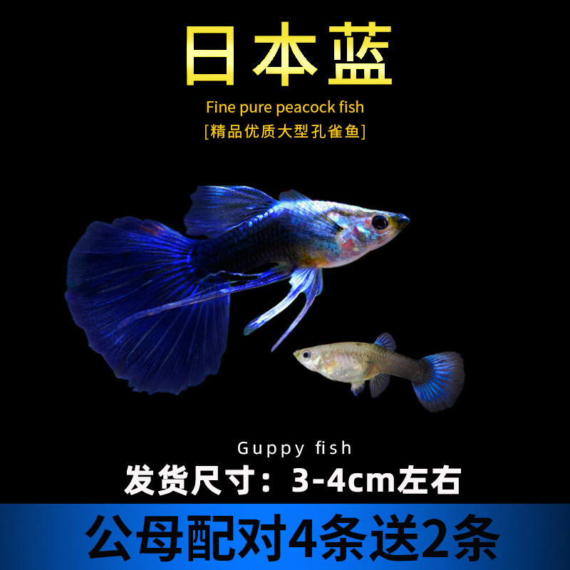 孔雀鱼精品小鱼缸观赏鱼好养耐活热带鱼活鱼天空蓝小型小鱼苗|undefined